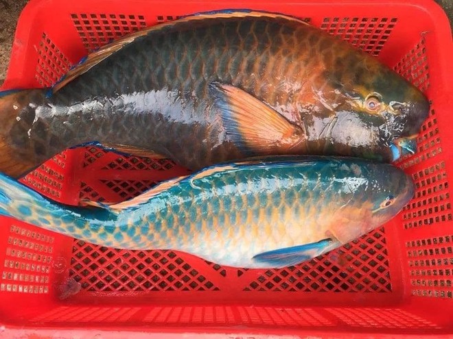 Cá[-]vẹt[-]là[-]cá[-]gì,[-]vì[-]sao[-]người[-]trẻ[-]kêu[-]gọi[-]nên[-]hạn[-]chế[-]ăn?